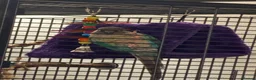 Conures birds for sale: Turquoise yellow sided conure - Advert 1