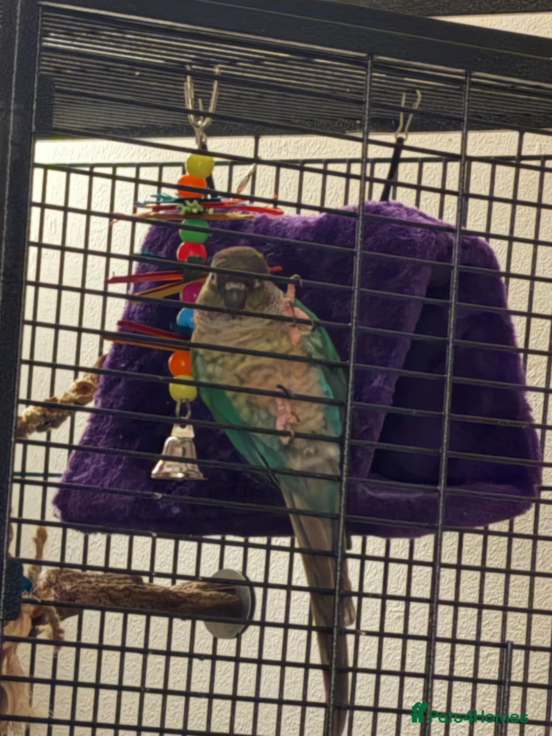 Conures birds for sale: Turquoise yellow sided conure - Advert 1