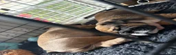 English Bulldog dogs for sale: Ronnie & Reggie 2 Bulldog Pups - Advert 2