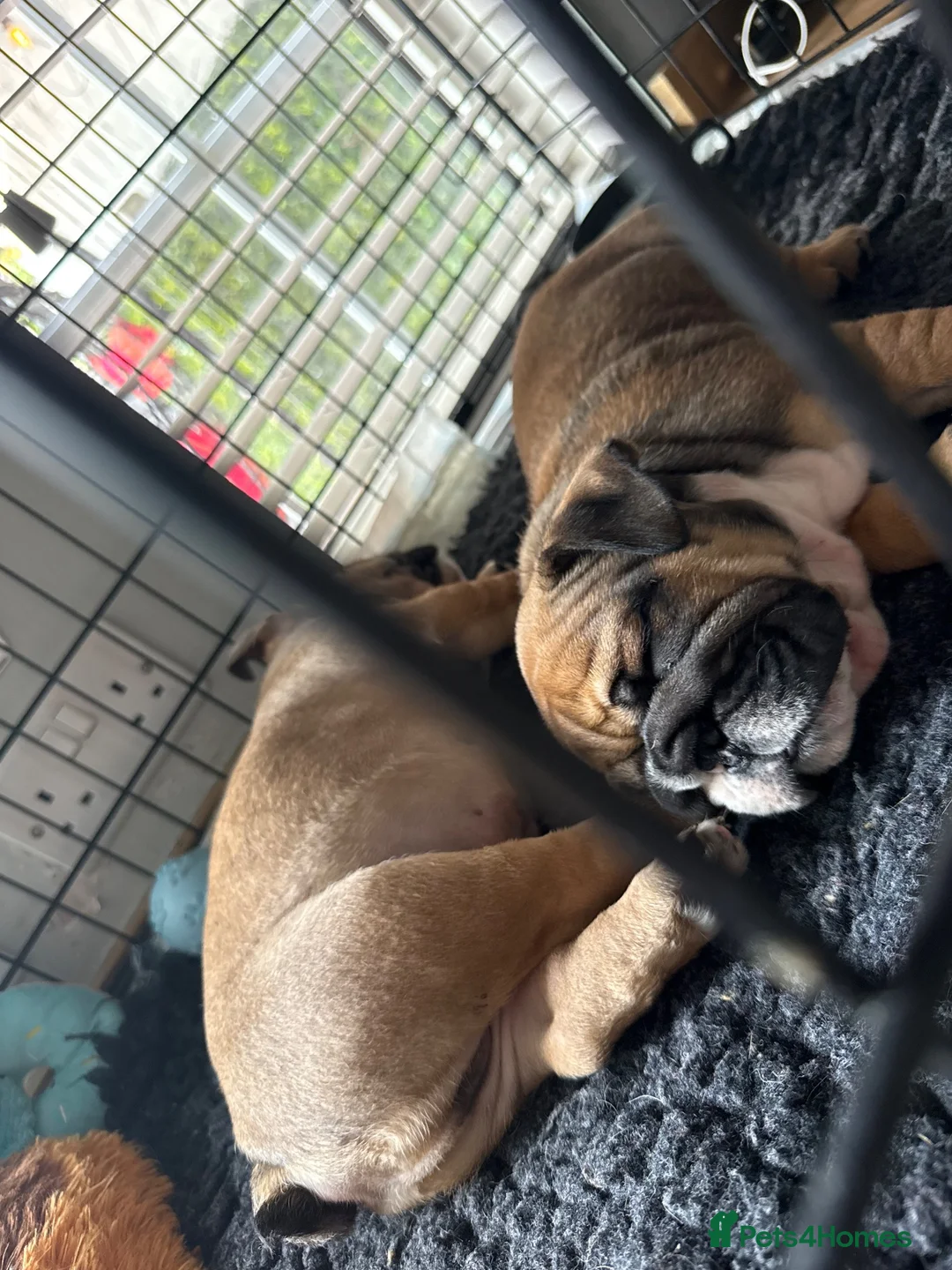 English Bulldog dogs for sale: Ronnie & Reggie 2 Bulldog Pups - Advert 2