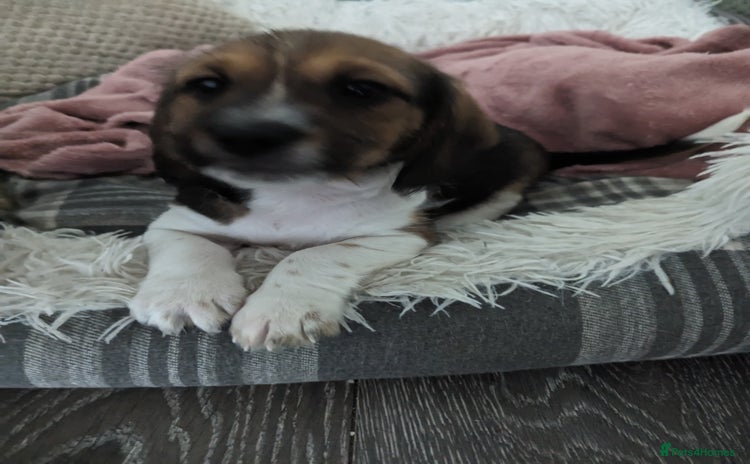 Mixed Breed dogs for sale - Advert 1