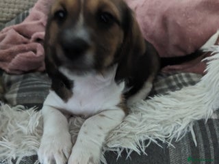 Mixed Breed dogs - Advert 19