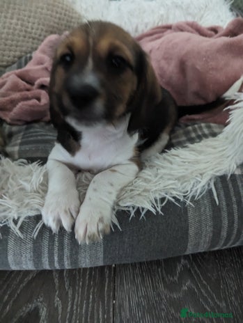 Mixed Breed dogs - Advert 16