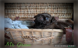 Shih Tzu dogs for sale: Stunning KC chocolate imperial Shihtzu puppies - Image 28