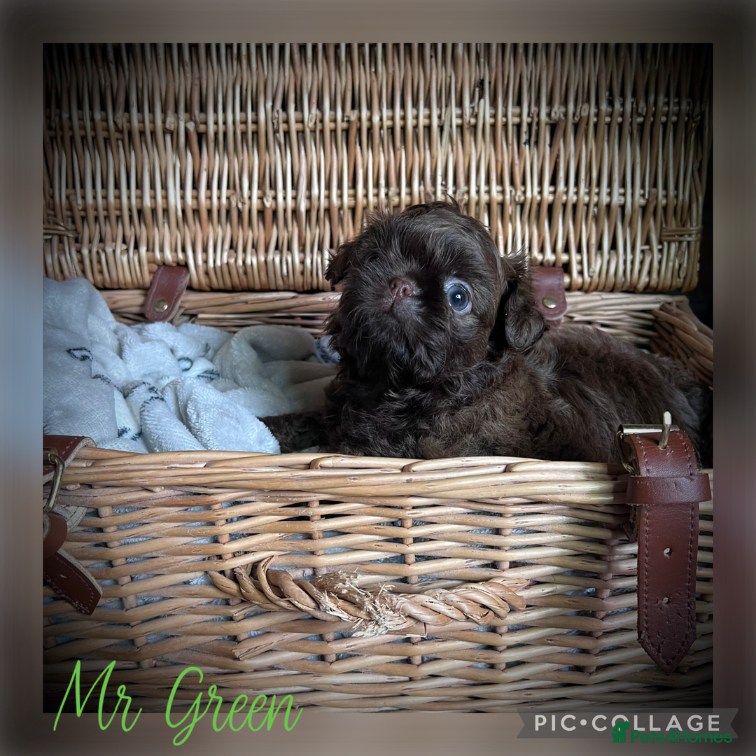 Shih Tzu dogs for sale: Stunning KC chocolate imperial Shihtzu puppies - Image 28