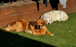 Golden Retriever dogs for sale: Golden Retriever Puppies - Collection 19 September - Image 10