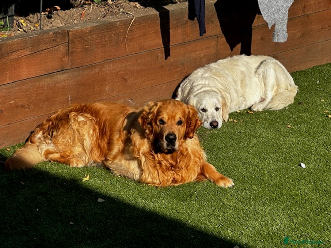 Golden Retriever dogs for sale: Golden Retriever Puppies - Collection 19 September - Image 10
