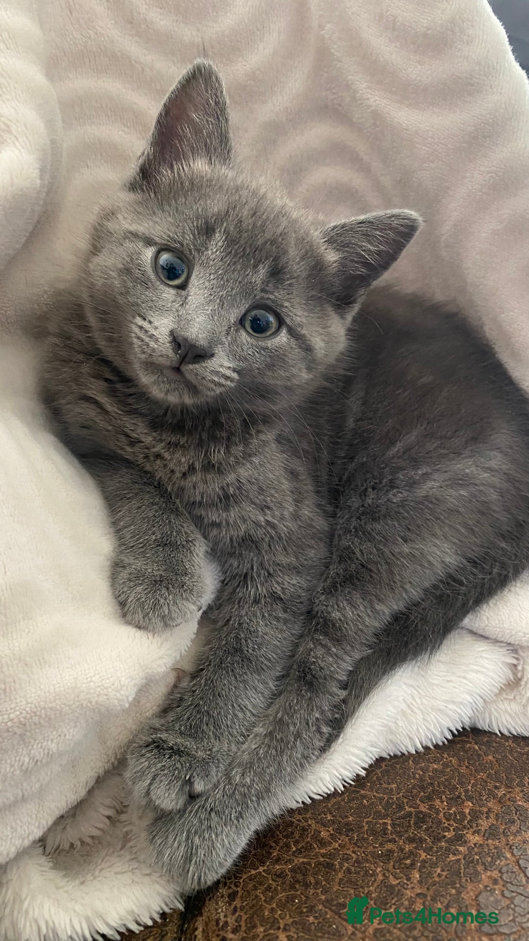 Mixed Breed cats for sale: 3 2 month old TORTIE x BRITISH SHORTHAIR KITTENS - Image 8