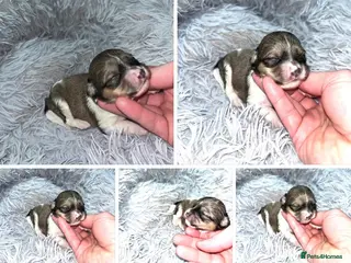 Shihpoo dogs Toy Shihpoo puppies - Advert 10