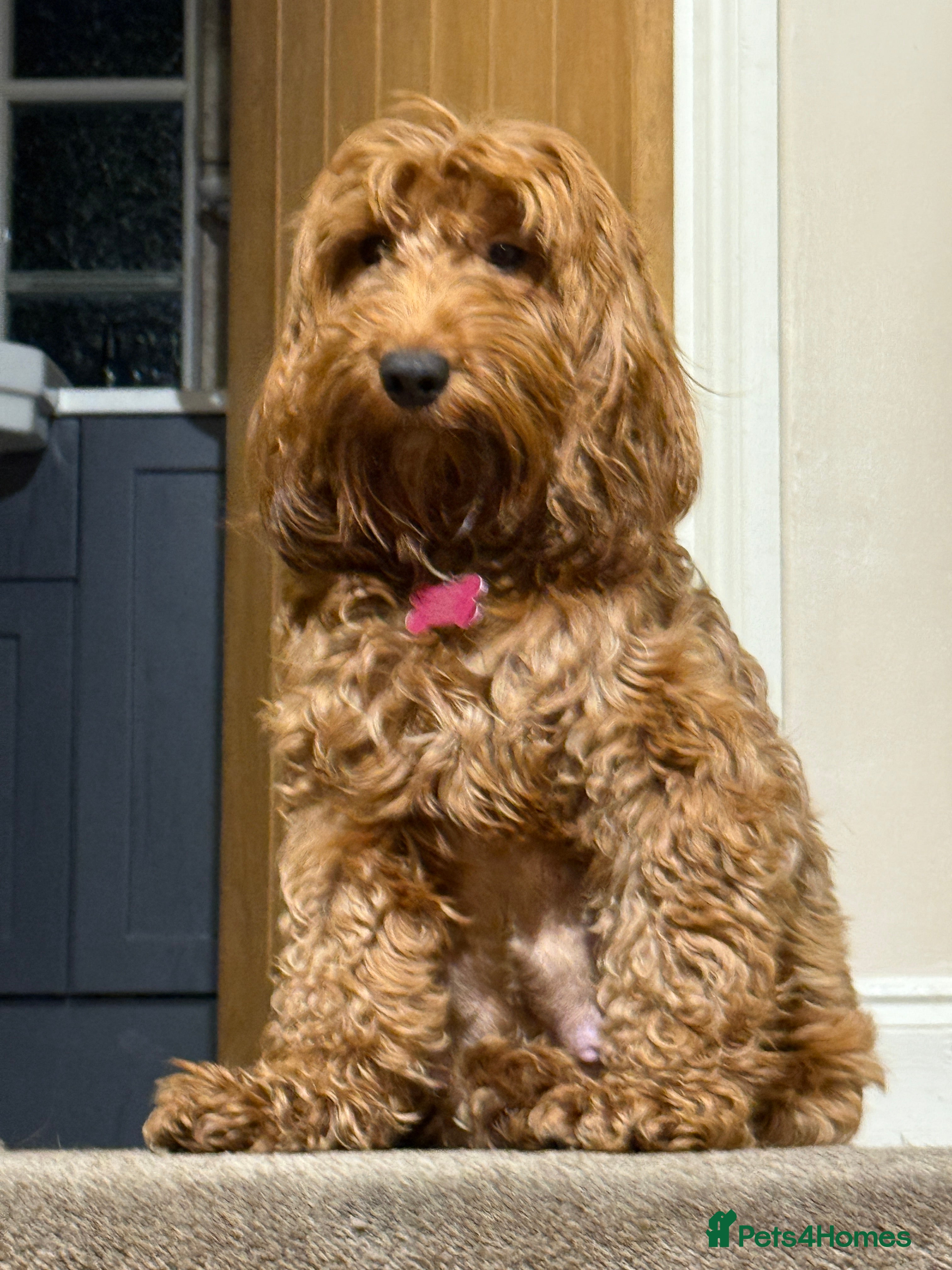 Cockapoo dogs 4 beautiful cockapoo puppies available  - Advert 1