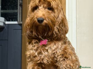 Cockapoo dogs 4 beautiful cockapoo puppies available - Advert 1