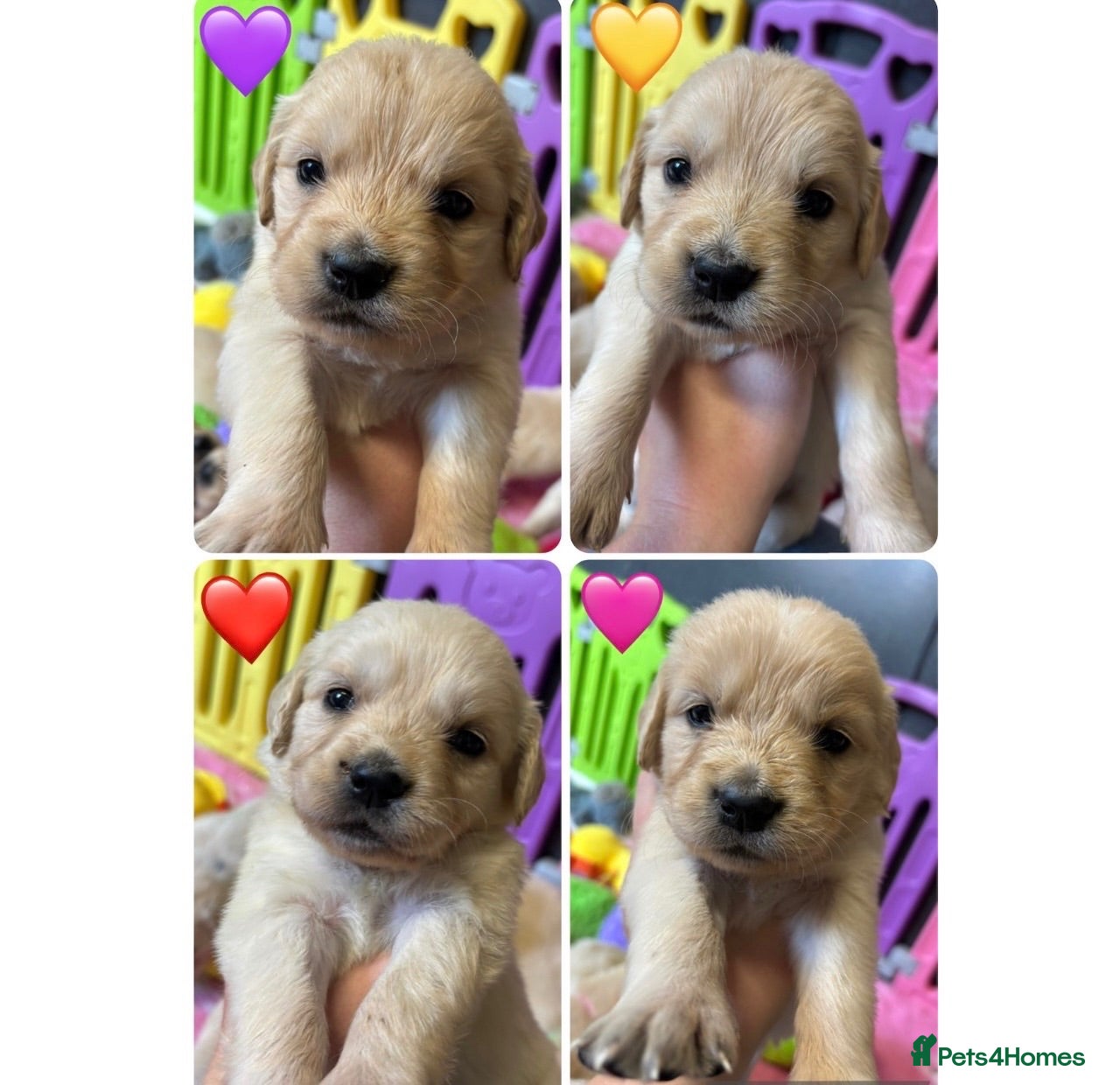 Golden Retriever dogs Beautiful Kc registered Golden Retriever puppies  - Advert 1