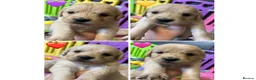 Golden Retriever dogs for sale: Beautiful Kc registered Golden Retriever puppies  - Advert 10