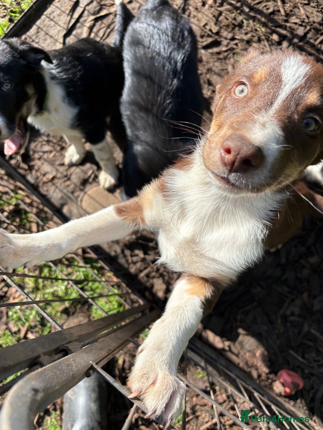 Border Collie dogs for sale: Border collie puppies ** Ready to Leave ** - Image 22