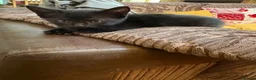 Mixed Breed cats for sale: Kittens  - Advert 3