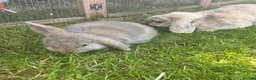 Mini Lop rabbits for sale: 4 x lops - Advert 4