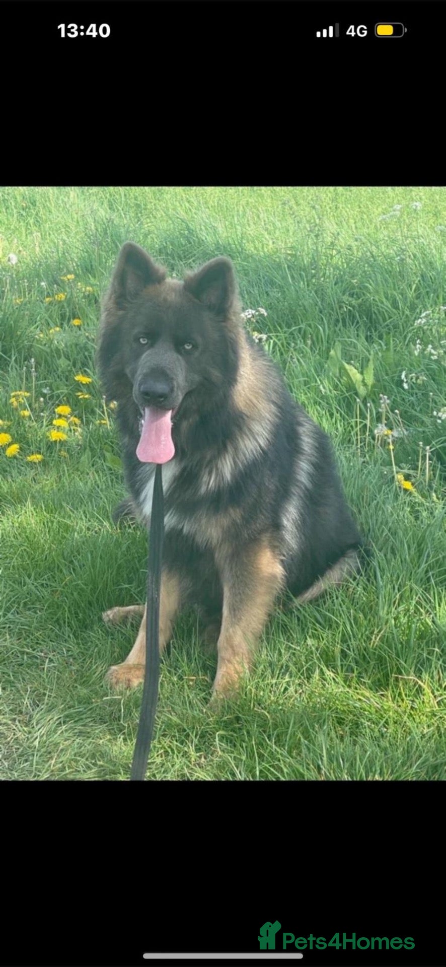 German Shepherd dogs 💙Marley 💙 blue German shepherd  - Advert 5