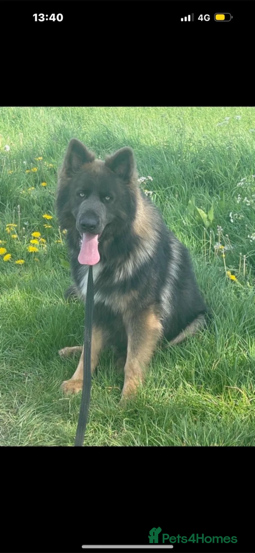 German Shepherd dogs for sale: 💙Marley 💙 blue German shepherd  - Advert 1