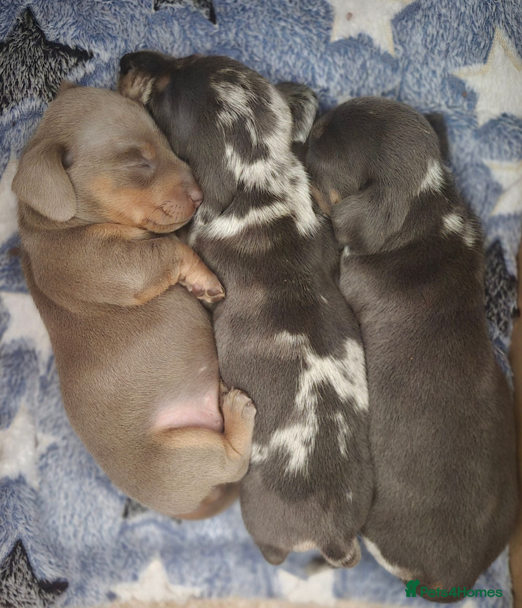 Miniature Dachshund dogs for sale:  PRA CLEAR MINIATURE DACHSHUND PUPPIES - Advert 1