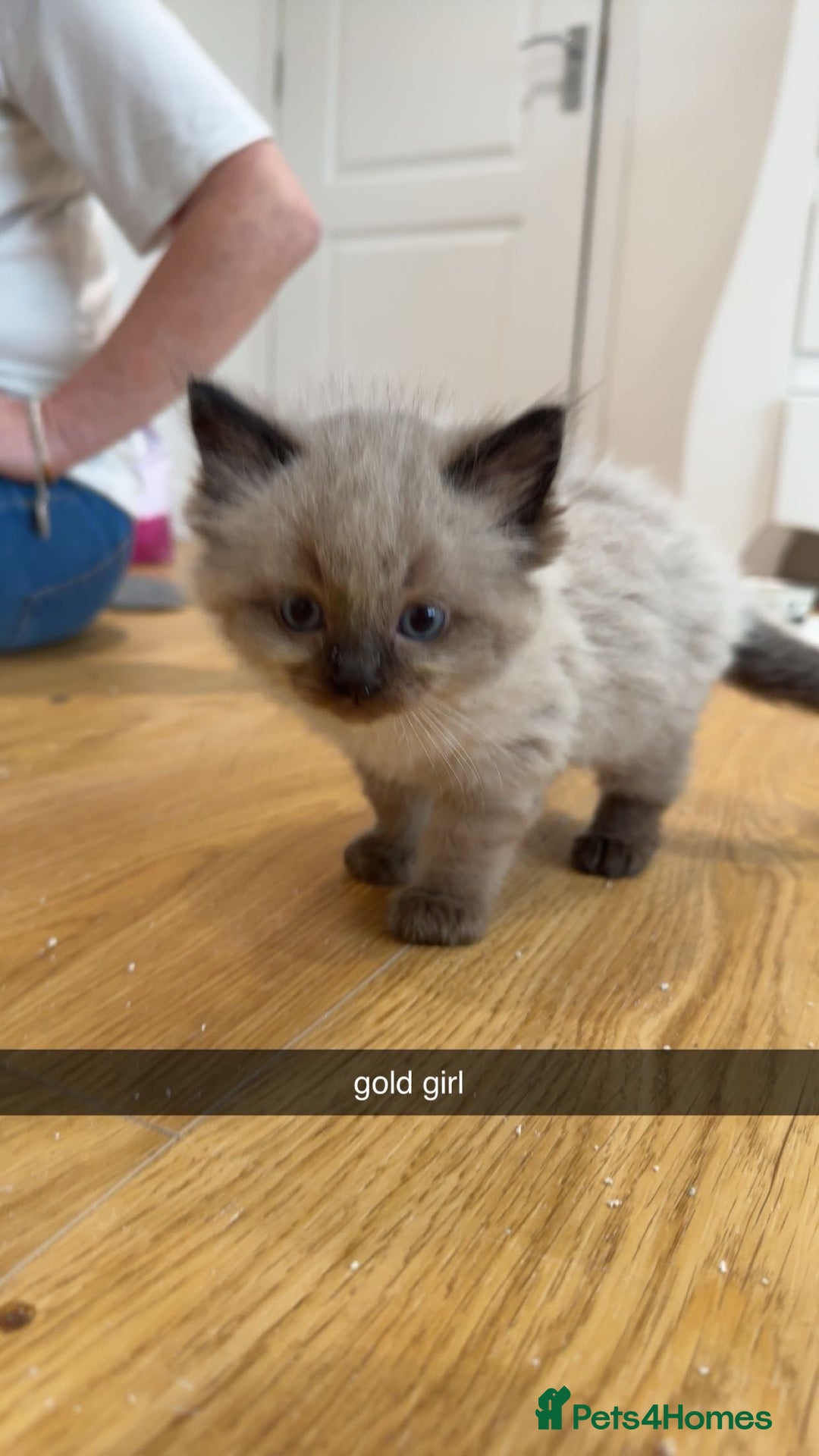 Ragdoll cats for sale: Beautiful family reared Ragdoll kittens  - Image 4