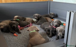 Labrador Retriever dogs for sale: Gorgeous KC Silver & Charcoal Labs - Image 21