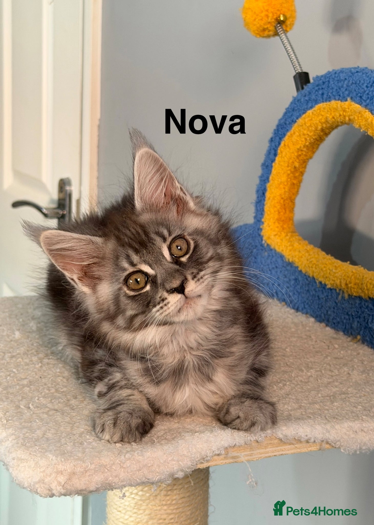 Maine Coon cats Pedigree Maine Coon Kittens LAST 3 - Advert 18