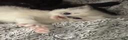 Mixed Breed cats for sale: Four Stunning Ragdoll  & Ragamuffin kittens  - Advert 19