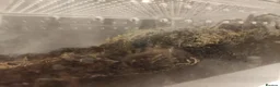 Tarantulas invertebrates for sale: Golden knee tarantula  - Advert 1