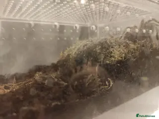 Tarantulas invertebrates Golden knee tarantula - Advert 1