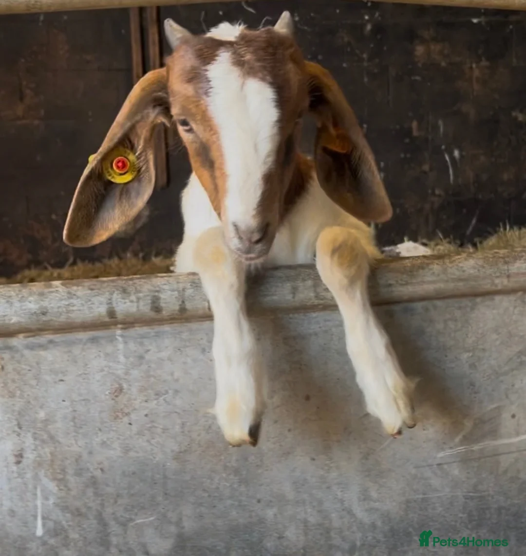 Goats livestock for sale: Boer Goat kids in Stoke-on-Trent - Advert 1