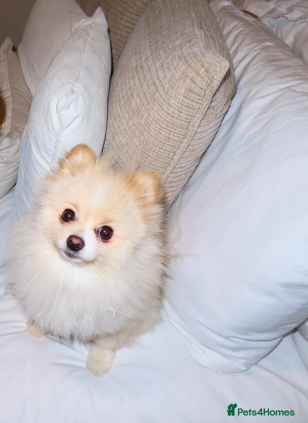 Pomeranian dogs for stud: Pomeranian ready to be stud. - Advert 2