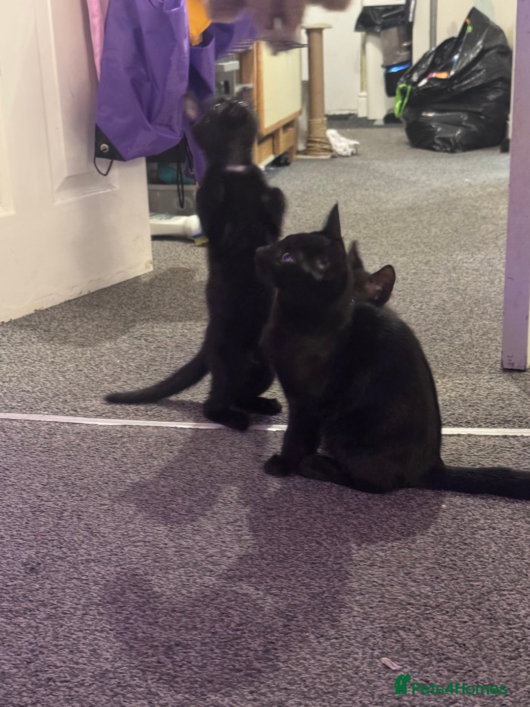 Domestic Shorthair cats for sale: Black kittens  - Image 2