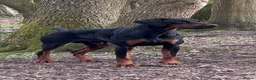 Mixed Breed dogs for sale: Doberman x Blue Merle border collie puppies in Sunderland - Advert 2