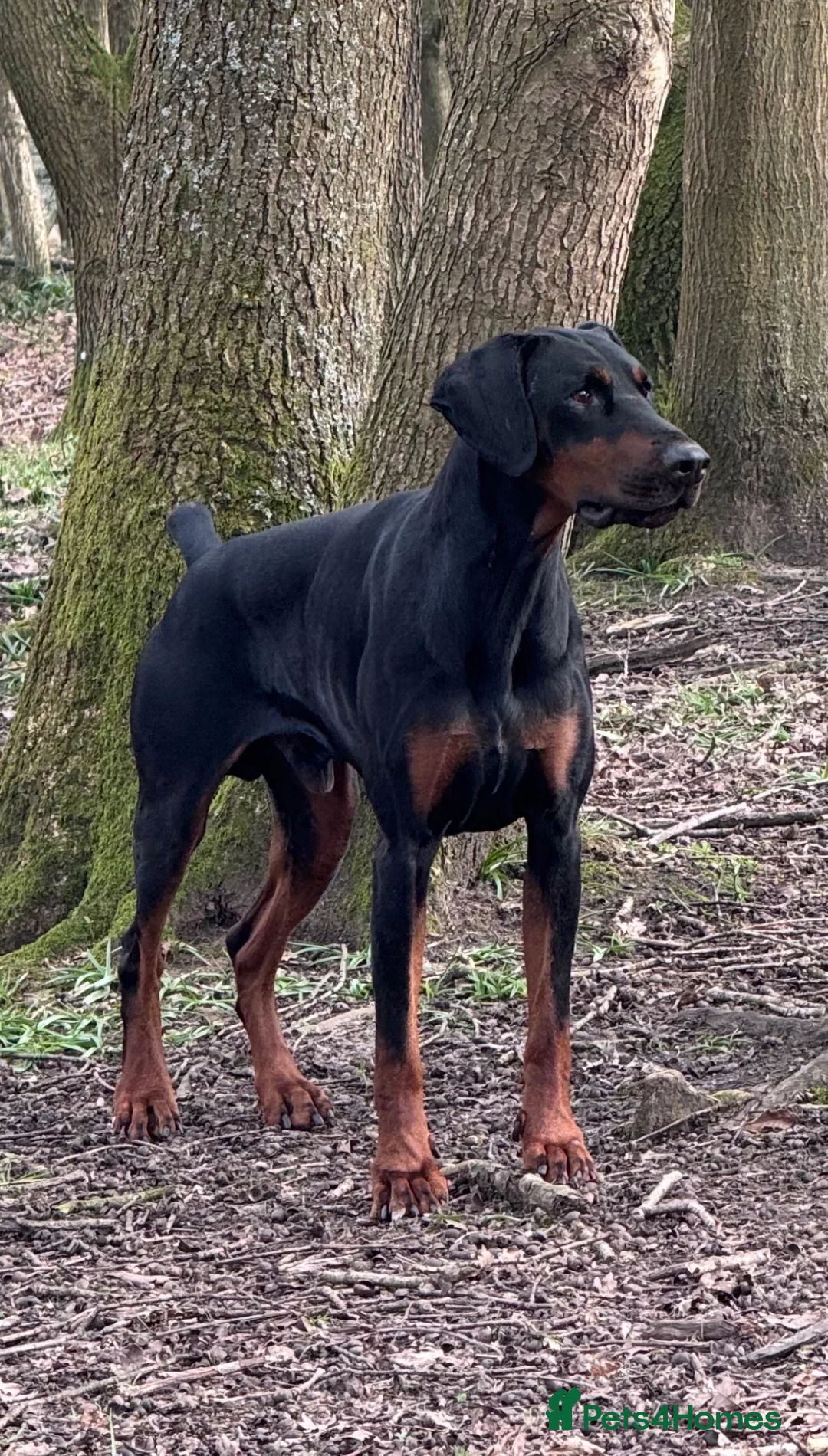Mixed Breed dogs for sale: Doberman x Blue Merle border collie puppies in Sunderland - Advert 2