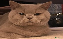 British Shorthair cats for stud: STUD ONLY in Huddersfield - Image 5