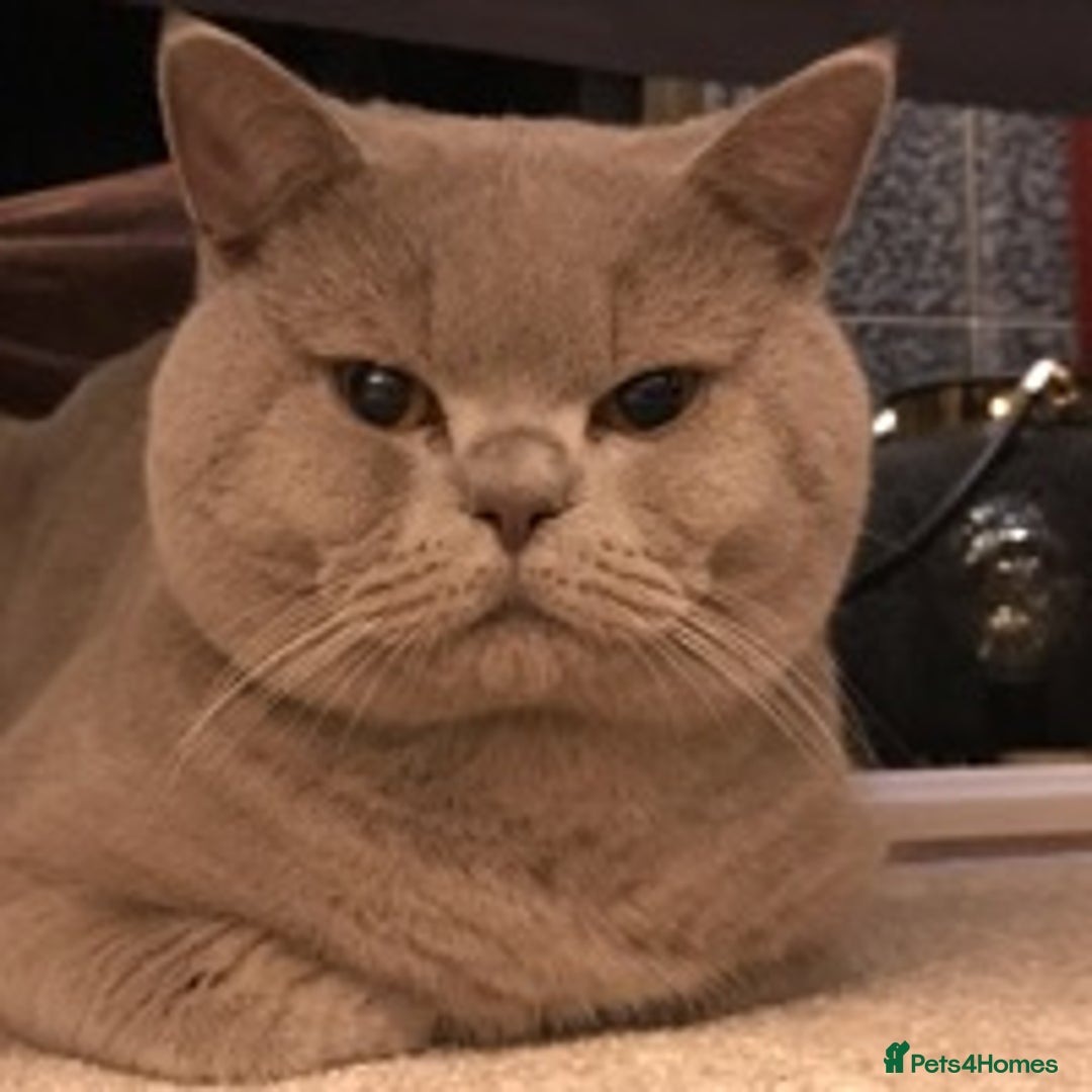 British Shorthair cats for stud: STUD ONLY in Huddersfield - Image 5