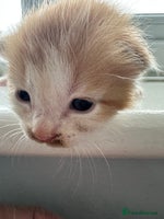 Mixed Breed cats Mixed breed kittens for sale - Advert 3
