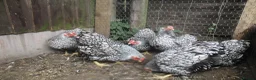 Chickens poultry for sale: Quality Silver Laced Wyandotte Bantam Pullets - Advert 3