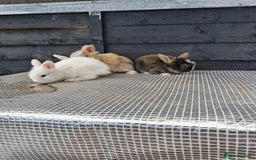 Lionhead rabbits for sale: lionhead bunnies  - Image 10
