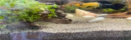 Mollies fish for sale: Colourful Fry’s For Sale - Advert 4