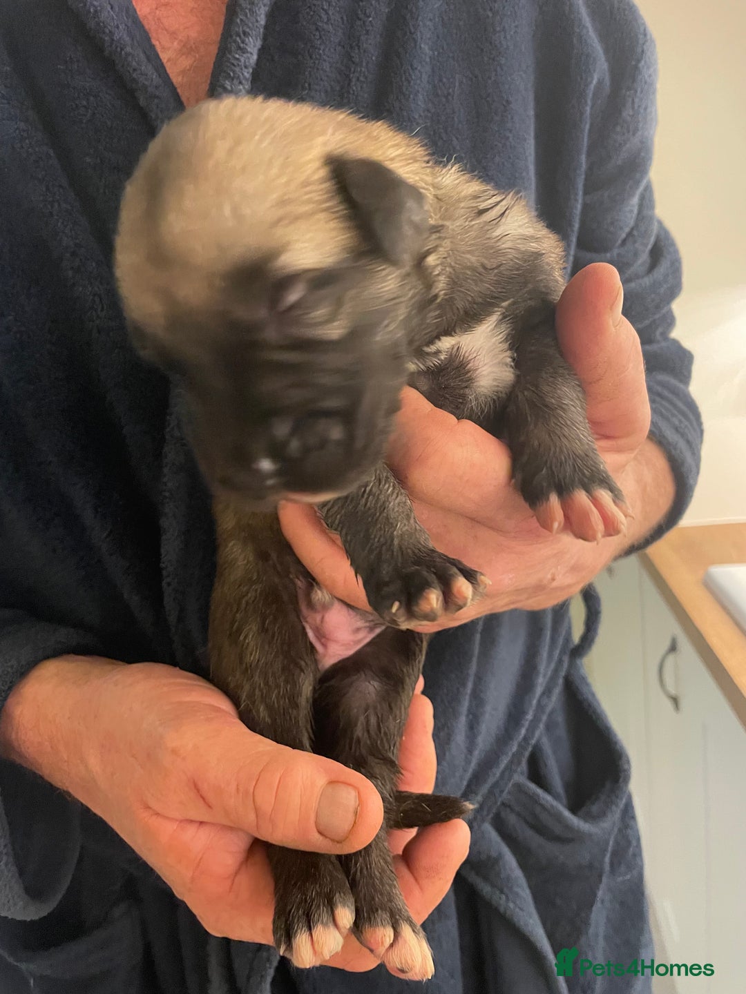 Irish Wolfhound dogs for sale: Irish Wolfhound full pedigree puppies for sale  - Advert 19