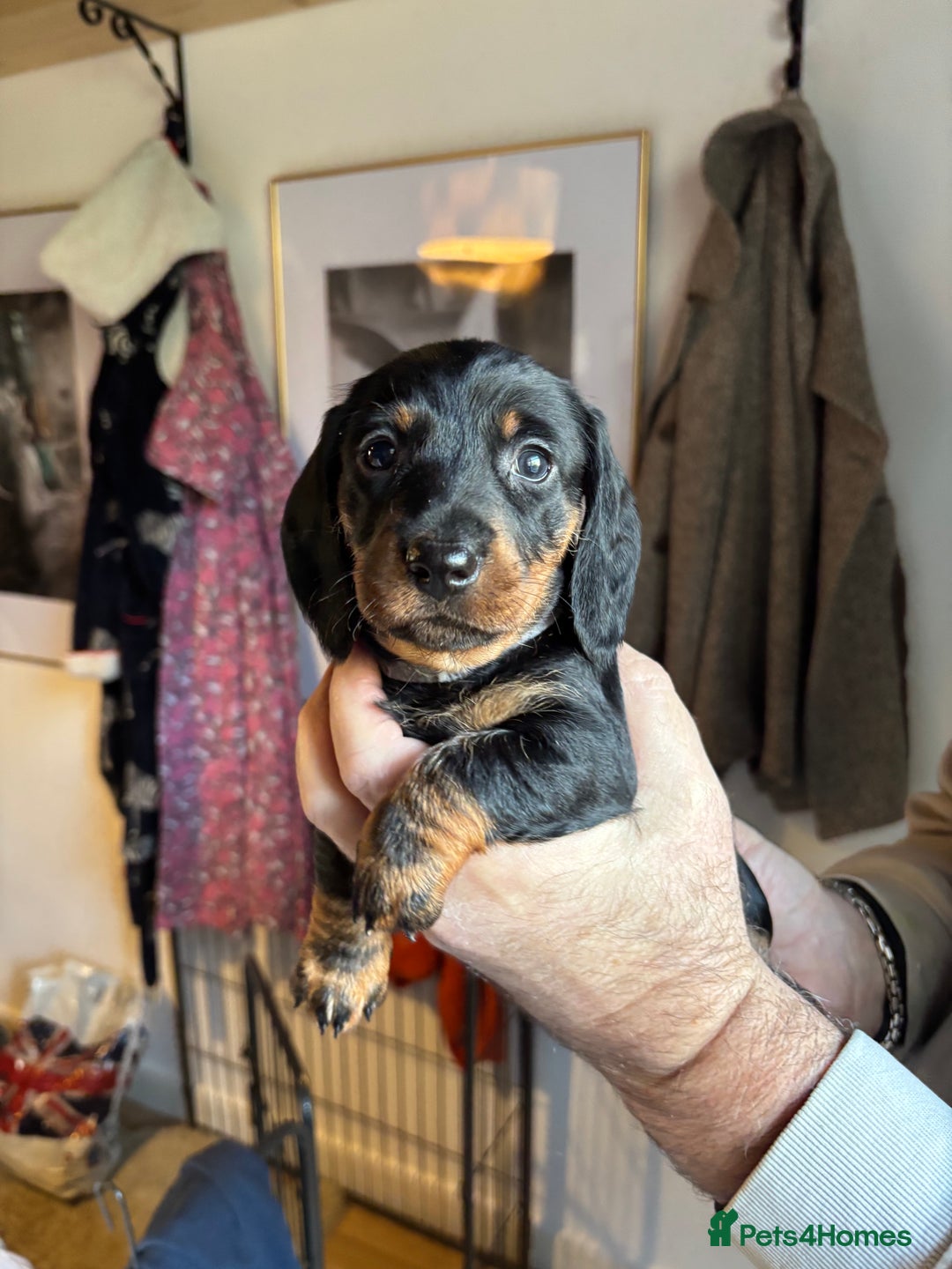 Dachshund dogs for sale: Four beautiful wire haired boys - Advert 2