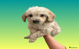 Cockapoo dogs for sale: F1B cockapoo puppys - Image 10
