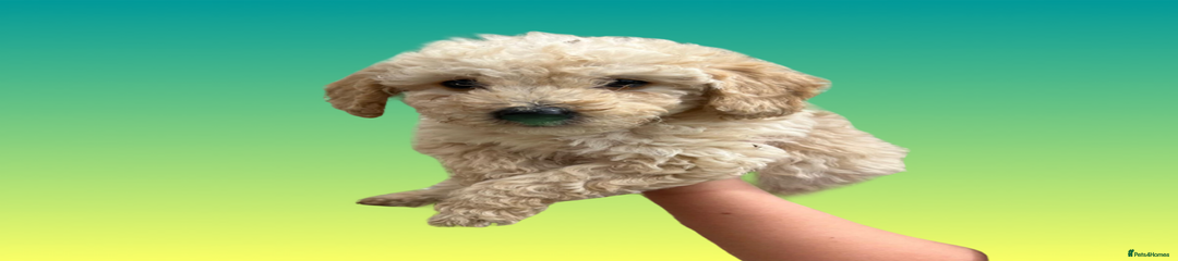 Cockapoo Puppy 1
