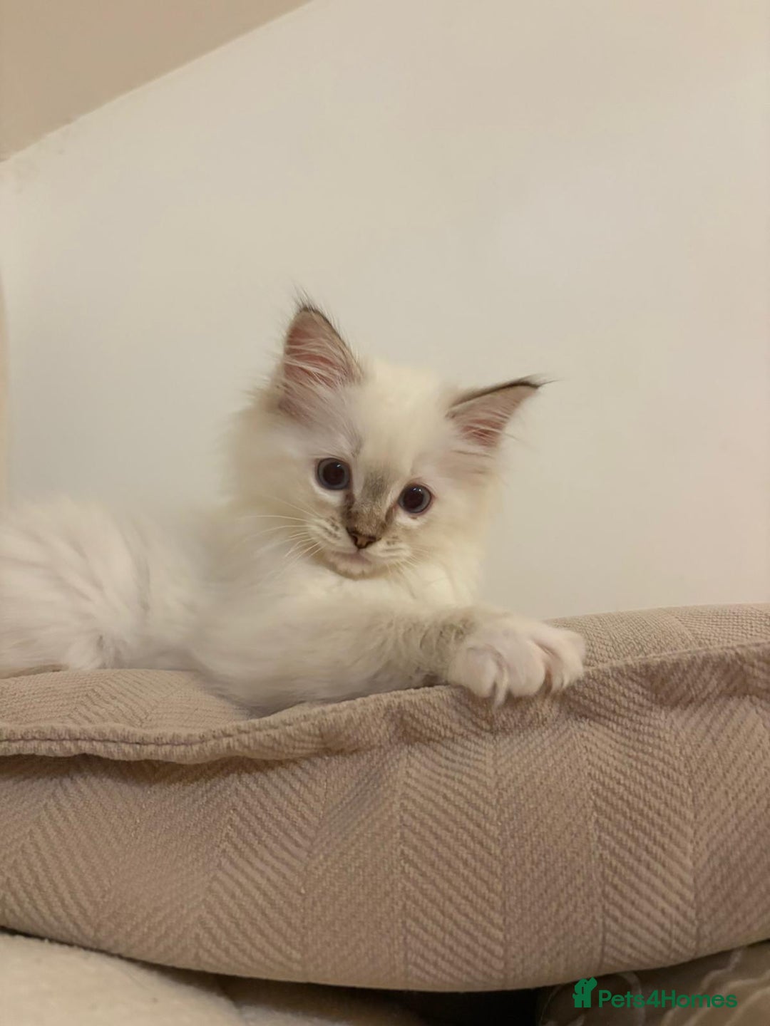 Ragdoll cats for sale: Ragdoll Kitten TICA chocolate tabby cherubim - Advert 7