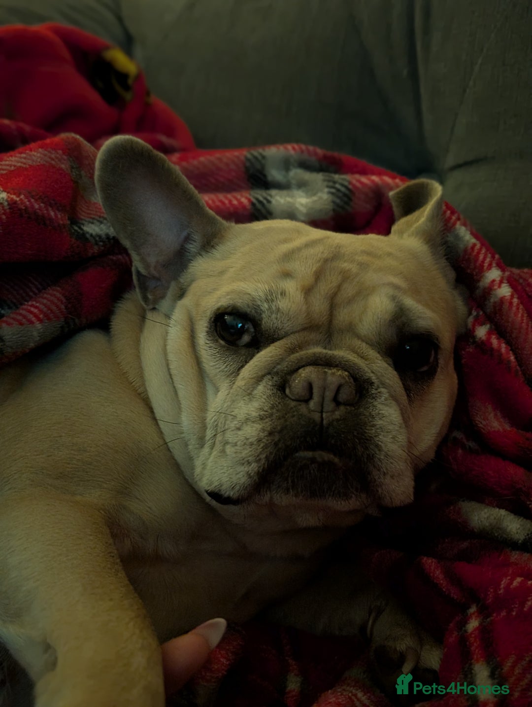 French Bulldog dogs for sale: Luna - French Bulldog  - Advert 3