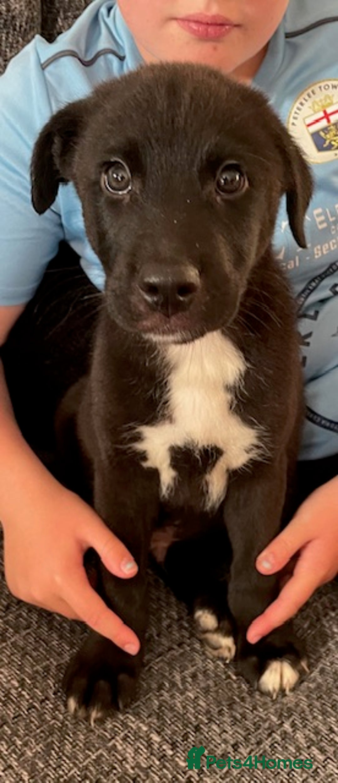 Mixed Breed dogs for sale: mixed breed male puppy  - Image 3
