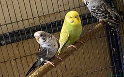 Budgerigars birds for sale: 7 Baby budgies for sale  - Advert 10