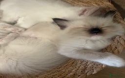 Ragdoll cats for sale: Beautiful litter of Ragdoll baby’s! 🐱🤍🐱 - Image 7