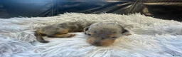 Miniature Dachshund dogs for sale: Beautiful Purebred Miniature Dachshund Puppies 🐾 - Advert 15